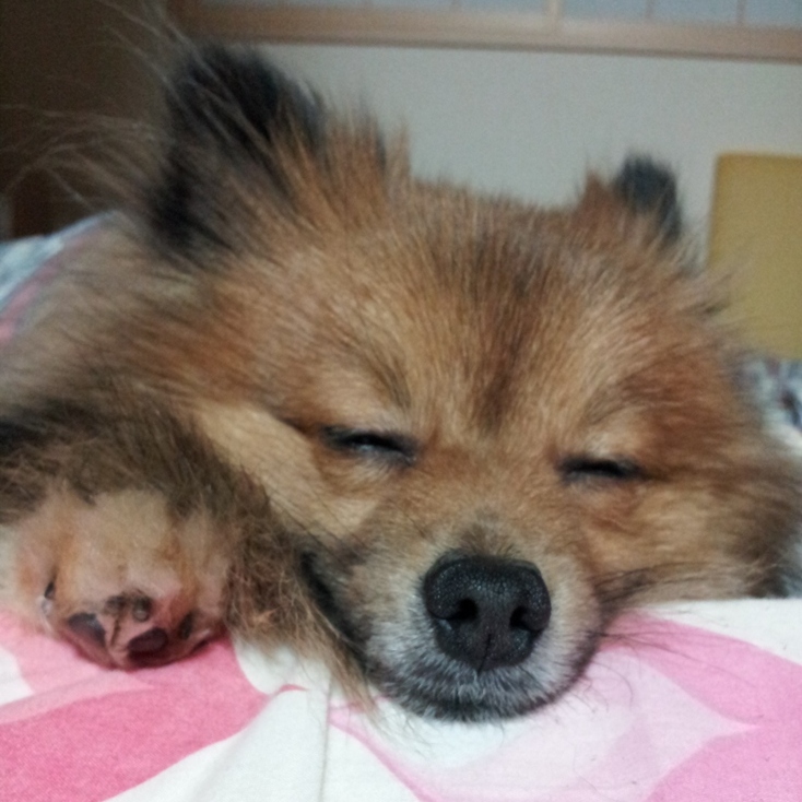プロフィール